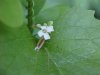 Garlic Mustard (Alliaria petiolata)