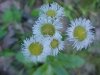Philadelphia Fleabane (Erigeron philadelphicus)