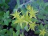 Stringy Stonecrop, Yellow Moss, Graveyard Moss (Sedum sarmentosum) - thanks to Gottfried Unger for correction: was misidentified as Wild Stonecrop (Sedum ternatum)