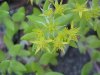 Stringy Stonecrop, Yellow Moss, Graveyard Moss (Sedum sarmentosum) - thanks to Gottfried Unger for correction: was misidentified as Wild Stonecrop (Sedum ternatum)