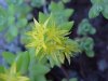 Stringy Stonecrop, Yellow Moss, Graveyard Moss (Sedum sarmentosum) - thanks to Gottfried Unger for correction: was misidentified as Wild Stonecrop (Sedum ternatum)