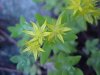 Stringy Stonecrop, Yellow Moss, Graveyard Moss (Sedum sarmentosum) - thanks to Gottfried Unger for correction: was misidentified as Wild Stonecrop (Sedum ternatum)