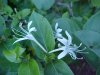 Japanese Honeysuckle (Lonicera japonica)
