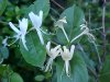 Japanese Honeysuckle (Lonicera japonica)