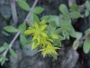 Stringy Stonecrop, Yellow Moss, Graveyard Moss (Sedum sarmentosum) - thanks to Gottfried Unger for correction: was misidentified as Wild Stonecrop (Sedum ternatum)