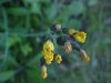 Yellow Hawkweed; King Devil (Hieracium caespitosum; Hieracium pratense; Hieracium floribundum)