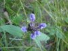Heal-all; Self-heal (Prunella vulgaris)