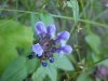 Heal-all; Self-heal (Prunella vulgaris)