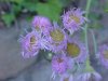 Philadelphia Fleabane (Erigeron philadelphicus)