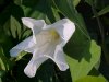 Field Bindweed (Convolvulus arvensis)
