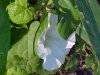 Field Bindweed (Convolvulus arvensis)