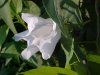 Field Bindweed (Convolvulus arvensis)