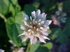 White Clover; Dutch Clover (Trifolium repens)