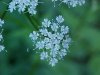 Wild Angelica (Angelica   triquinata) - described as closely  resembling the very poisoness Water Hemlock (Cicuta maculata)