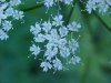 Wild Angelica (Angelica   triquinata) - described as closely  resembling the very poisoness Water Hemlock (Cicuta maculata)
