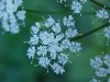 Wild Angelica (Angelica   triquinata) - described as closely  resembling the very poisoness Water Hemlock (Cicuta maculata)