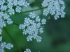 Wild Angelica (Angelica triquinata) - described as closely resembling the very poisoness Water Hemlock (Cicuta maculata)