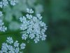 Wild Angelica (Angelica triquinata) - described as closely resembling the very poisoness Water Hemlock (Cicuta maculata)
