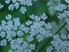 Wild Angelica (Angelica triquinata) - described as closely resembling the very poisoness Water Hemlock (Cicuta maculata)