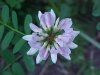 Crown Vetch (Coronilla varia)