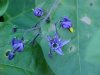 Bittersweet Nightshade; Climbing Nightshade; Deadly Nightshade (Solanum dulcamara)