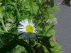 Daisy Fleabane (Erigeron annus)