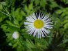 Daisy Fleabane (Erigeron annus)