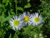 Daisy Fleabane (Erigeron annus)