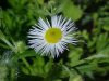 Daisy Fleabane (Erigeron annus)