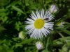 Daisy Fleabane (Erigeron annus)
