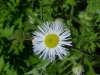 Daisy Fleabane (Erigeron annus)