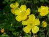 Common Buttercup (Ranunculus acris)