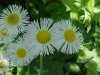 Philadelphia Fleabane (Erigeron philadelphicus)