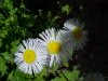 Philadelphia Fleabane (Erigeron philadelphicus)