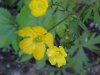 Common Buttercup (Ranunculus acris)