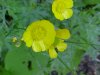 Common Buttercup (Ranunculus acris)