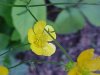 Common Buttercup (Ranunculus acris)