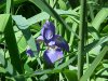Blue Flag (Iris versicolor)