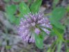 Red Clover (Trifolium pratense)