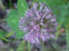 Red Clover (Trifolium pratense)