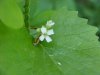 Garlic Mustard (Alliaria petiolata)