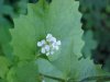 Garlic Mustard (Alliaria petiolata)