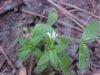 Mouse-ear Chickweed (Cerastium fontanum)