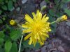 Yellow Hawkweed; King Devil (Hieracium caespitosum; Hieracium  pratense; Hieracium floribundum)