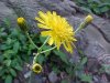 Yellow Hawkweed; King Devil (Hieracium caespitosum; Hieracium  pratense; Hieracium floribundum)