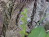 Common Speedwell (Veronica officinalis)