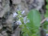 Common Speedwell (Veronica officinalis)
