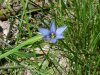 Blue-eyed Grass (Sisyrinchium angustifolium)