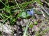 Blue-eyed Grass (Sisyrinchium angustifolium)