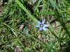 Blue-eyed Grass (Sisyrinchium angustifolium)